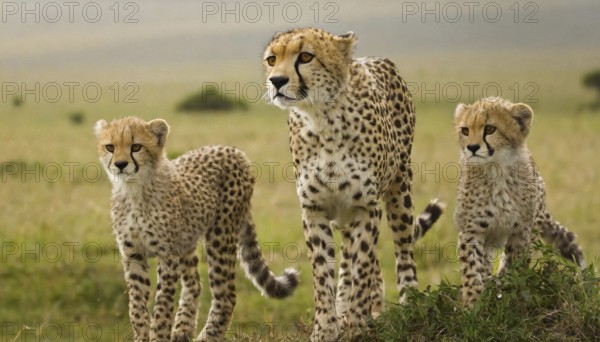 AI generated, animal, animals, mammal, mammals, biotope, habitat, edrei, cheetah and two young