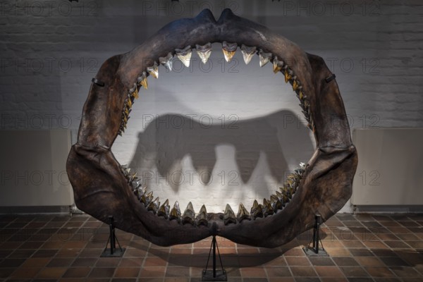Megalodon (Otodus megalodon), teeth, specimen, extinct, exhibition, Otodus megalodonGerman