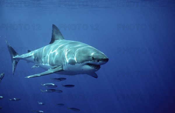 Great white shark, Carcharodon carcharias, South Africa, Dyer Island, Gansbaai, Atlantic Ocean
