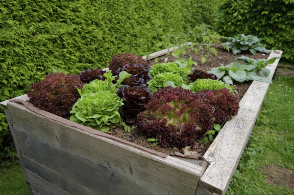 Salads in a raised bed, garden bed, garden, vegetable harvest, hobby garden, hobby gardening,