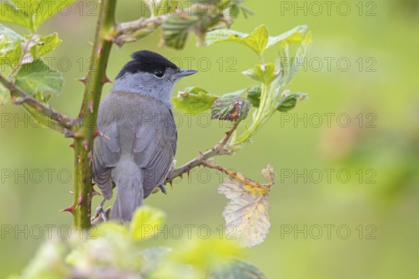 Blackcap (Sylvia atricapilla), Fauvette à tête noire, Curruca Capirotada, Branch, branch, Ormoz