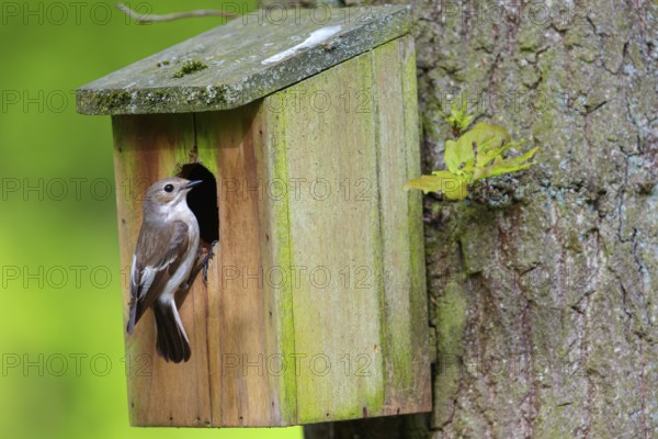 Animals, birds, songbirds, pied flycatcher, (Ficedula hypoleuca), biotope, habitat, perch,