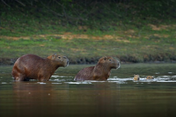 Capybara, family with two young, biggest mouse in water with evening light during sunset, Pantanal,