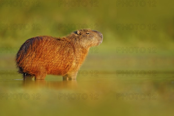 Wildlife of Brazil. Capybara, Hydrochoerus hydrochaeris, Biggest mouse in the water with evening