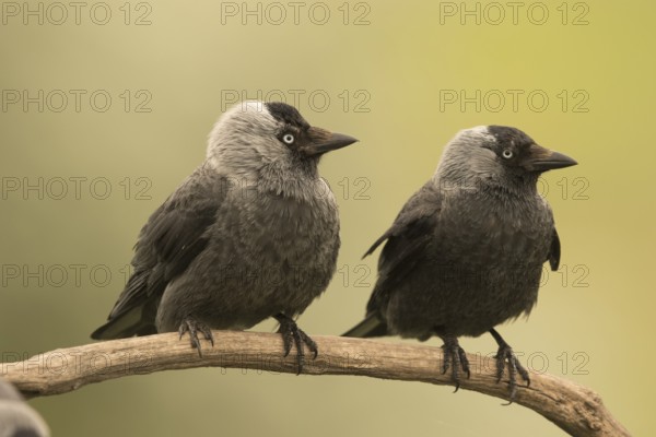 Western Jackdaw (Coloeus monedula) perched on a branch, Serbia