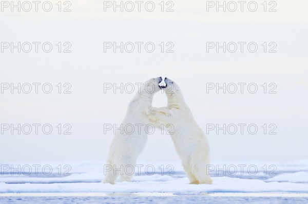 Polar bear dancing on the ice. Two Polar bears love on drifting ice with snow, white animals in the