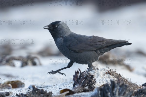 Western Jackdaw (Coloeus monedula) perched on a beach, Schleswig-Holstein, Deutschland, Germany