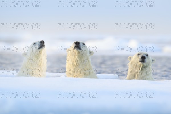 Three polar bears on drift ice, Svalbard, Norway. Rare wildlife scene from nature, cold winter with