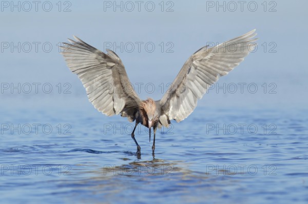 Reddish Egret (Egretta rufescens), Florida, USA