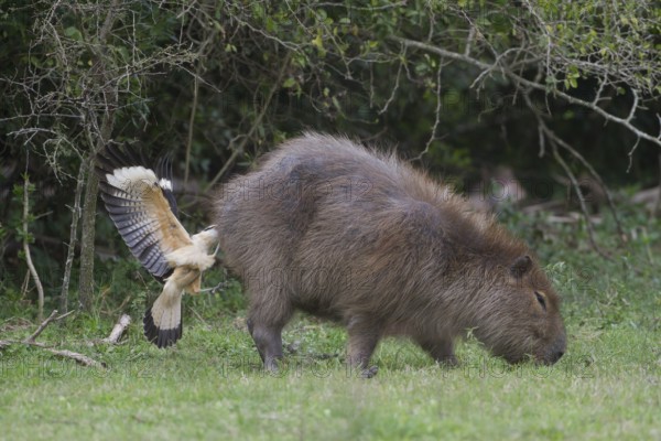 A Yellow-headed Caracara feeds from the rear end (anus) of a Capybara. In this image the caracara