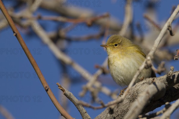 Iberian Chiffchaff - Iberienzilpzalp - Phylloscopus iberiae, Morocco