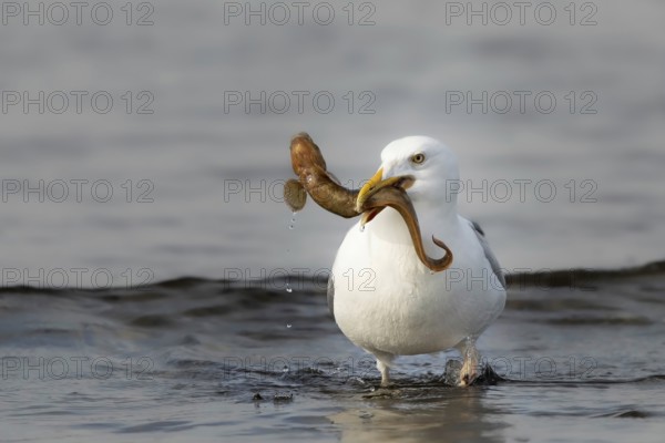 European Herring Gull (Larus argentatus) with Viviparous eelpout (Zoarces viviparous) prey in its
