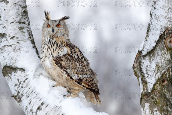 Winter scene with owl. Big Eastern Siberian Eagle Owl, Bubo bubo sibiricus, sitting on hillock with