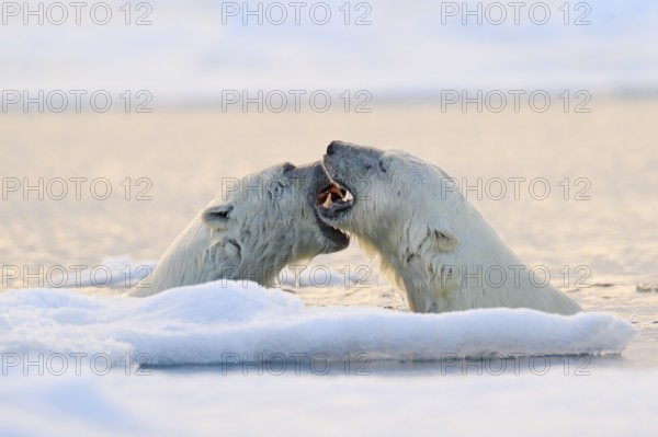 Polar bear fight in the water. Two Polar bears playing on drifting ice with snow. White animals in