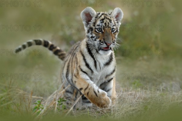 Cute tiger cub. Siberian tiger in grass. Amur tiger running in the meadow. Action wildlife summer