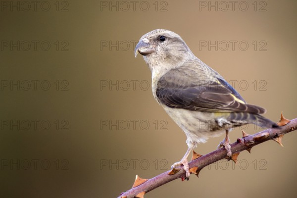 Red Crossbill (Loxia curvirostra) juvenile perched on a branch, Aragon, Spain