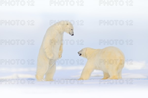 Polar bear dancing fight on the ice. Two bears love on drifting ice with snow, white animals in