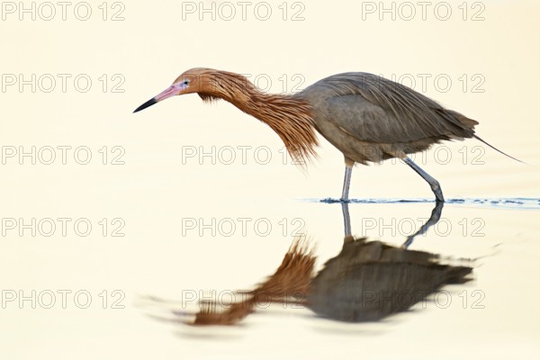 Reddish Egret (Egretta rufescens), Florida, USA
