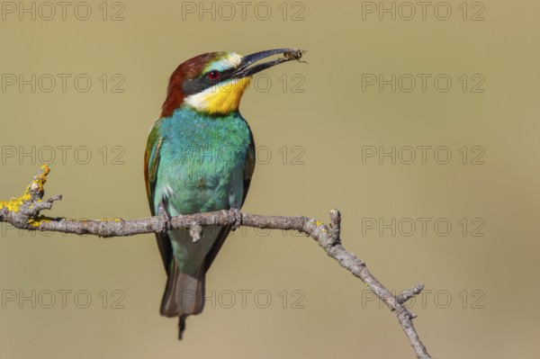 European Bee-eater (Merops apiaster) perched on a branch with an insect in its beak, Lesvos, Greece