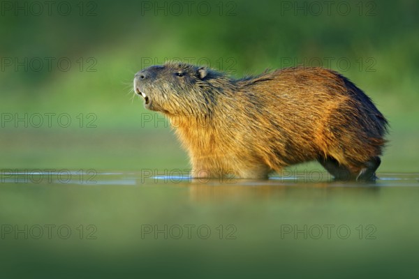 Capybara, Hydrochoerus hydrochaeris, Biggest mouse in water with evening light during sunset,