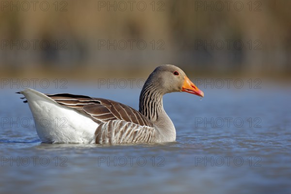 Duck in the water. Greylag Goose, Anser anser, floating on the water surface. Bird in the water.