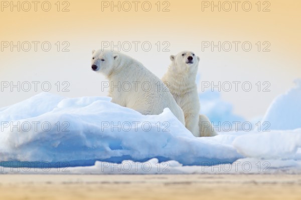 Dangerous bear sitting on the ice, beautiful blue sky. Polar bear on drift ice edge with snow and