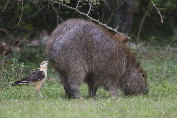 A Yellow-headed Carcara inspects the rear side of a Capybara looking for insects to feed upon.