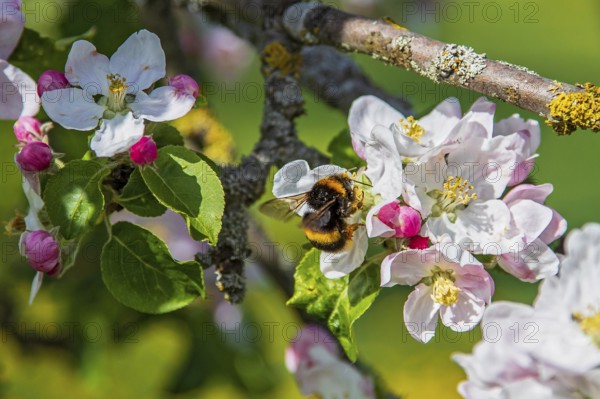 Erdhummel (Bombus terrestris) sammelt Nektar an an blühendem Apfelbaum (Pyrus malus), Hessen,