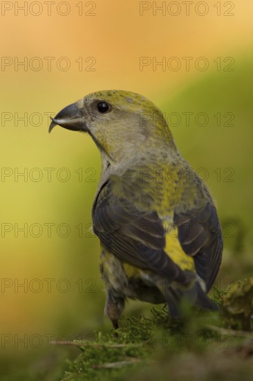 Red Crossbill (Loxia curvirostra) female, Utrecht, Netherlands