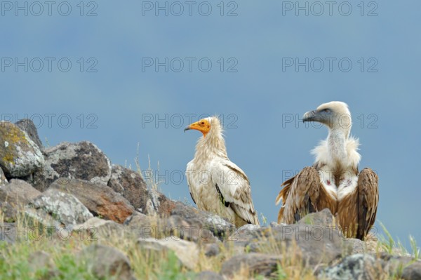 Griffon Vulture and Egyptian vulture, big birds of prey sitting on stone, rock mountain, nature