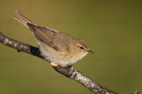 Siberian Chiffchaff - Taigazilpzalp - Phylloscopus tristis, Kazakhstan