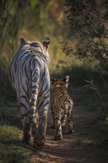 Bengal Tiger (Panthera tigris) white morph mother with cub, captive, Philippolis, South Africa