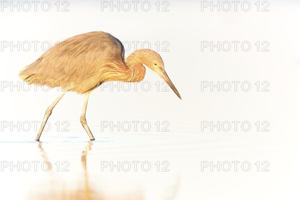 Reddish Egret (Egretta rufescens) foraging, Florida, USA