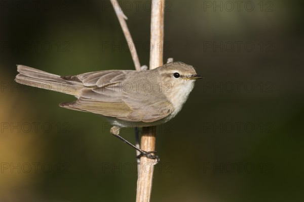 Siberian Chiffchaff - Taigazilpzalp - Phylloscopus tristis, Russia (Ural)