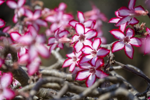 Multiflorous desert rose (Adenium multiflorum) also known as Sabi star, many pinkish white flowers,