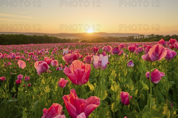 Opium poppy (Papaver somniferum), at impressive sunrise, summer, Germerode, Geo nature park Park