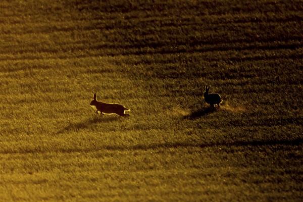 European brown hare (Lepus europaeus) silhouette of two adult animals running in a farmland field