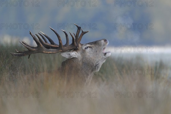 Red Deer (Cervus elaphus), powerful stag, barking in high grass, visible breath cloud, on a cold