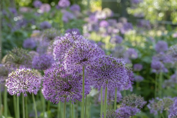 Ornamental leek (Allium sp.), inflorescence, Münsterland, North Rhine-Westphalia, Germany