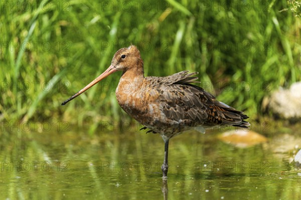 Standing snipe bird in a body of water surrounded by green vegetation, black-tailed godwit (Limosa