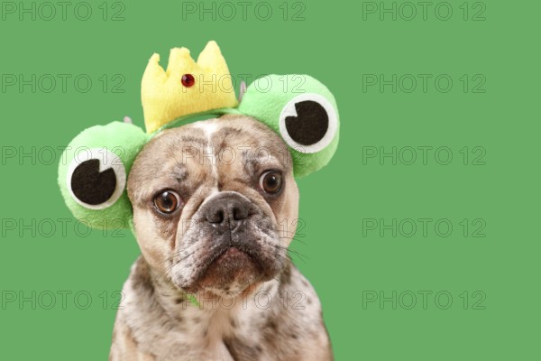 Funny French Bulldog dog wearing frog costume headband with crown and big eyes on green background