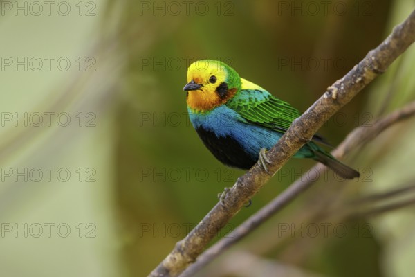 Multicolored Tanager (Chlorochrysa nitidissima) perched on a branch in the Andes mountains of
