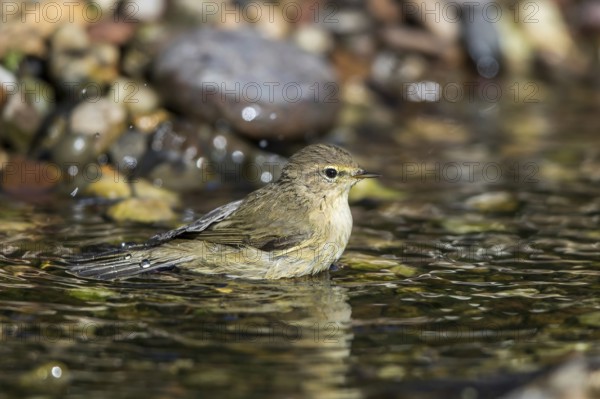 Common Chiffchaff (Phylloscopus collybita) bathing in a little stream, Mecklenburg-Western