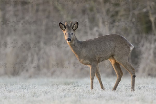 Western Roe Deer (Capreolus capreolus) buck with velvet antler in frosty grassland, North