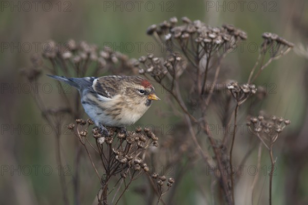 Common Redpoll - Taiga-BIrkenzeisig - Carduelis flammea flammea, Germany