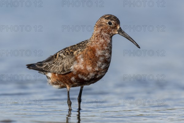 Curlew Sandpiper (Calidris ferruginea), Schleswig-Holstein, Germany