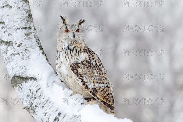 Winter scene with Big Eastern Siberian Eagle Owl, Bubo bubo sibiricus, sitting in the birch tree