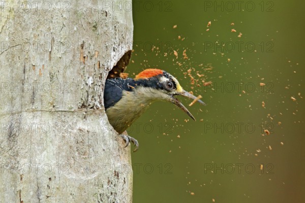 Bird cleaning nest hole. Woodpecker from Costa Rica, Black-cheeked Woodpecker, Melanerpes