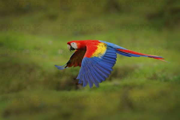 Red parrot in forest. Macaw parrot flying in dark green vegetation. Scarlet Macaw, Ara macao, in
