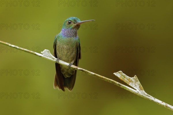 Charming Hummingbird, Amazilia decora, bird feeding sweet nectar from flower pink bloom.